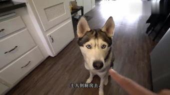 狗狗在线观看,在线观看世界奇观  第2张